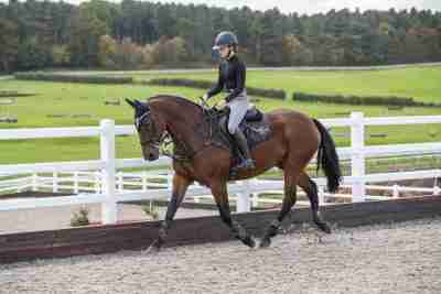 Caletto Bridle