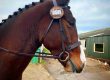 Bronze Bridle Discs