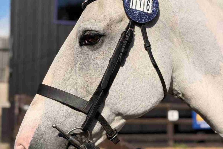 Bridle Discs